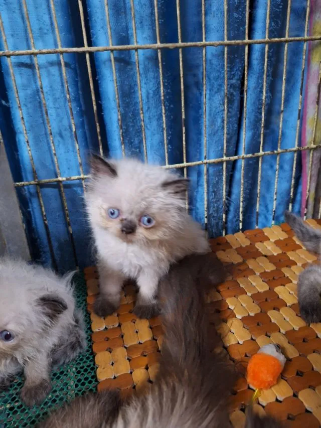 ลูกแมวหิมาลายัน