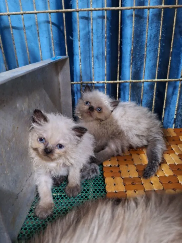 ลูกแมวหิมาลายัน