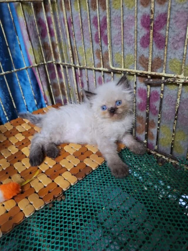 ลูกแมวหิมาลายัน