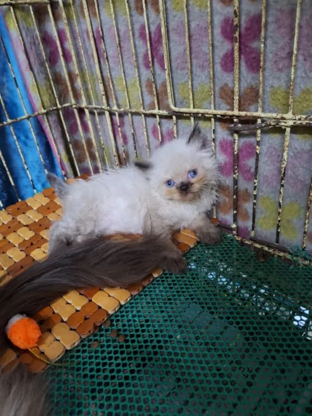 ลูกแมวหิมาลายัน