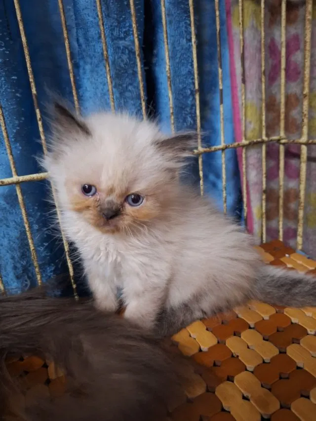 ลูกแมวหิมาลายัน