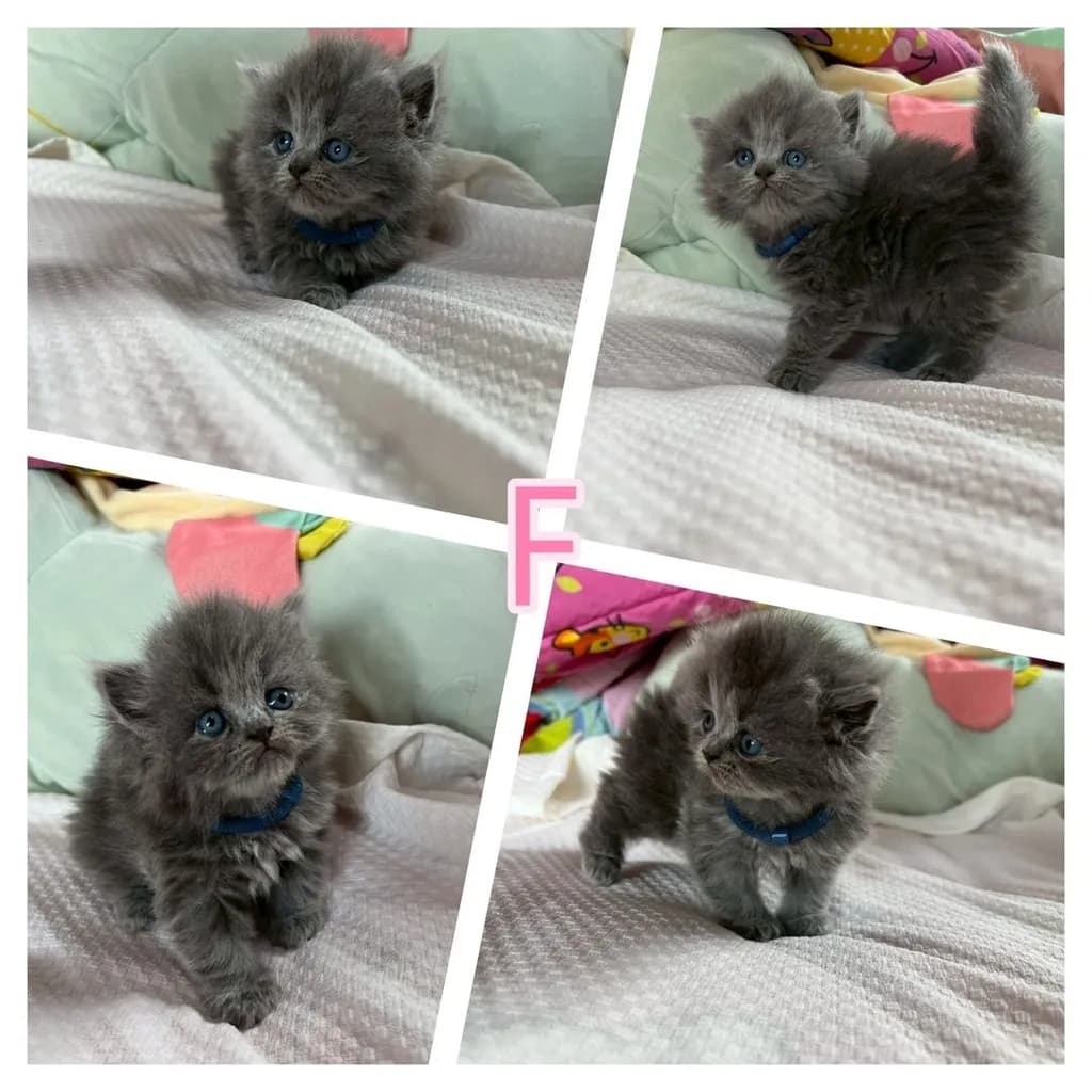 เปิดจองเด็กๆ British สีเทา(บลู) Blue และ Silver