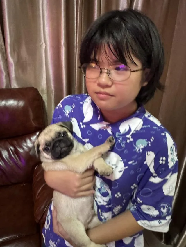 ลูกสุนัขพันธุ์ปั๊กพันธุ์แท้สายเลือดดี