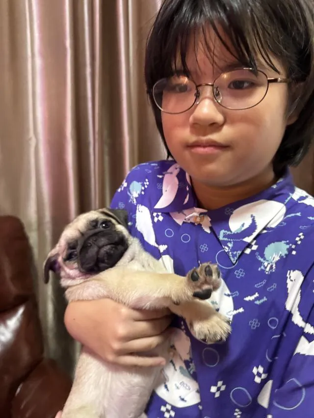 ลูกสุนัขพันธุ์ปั๊กพันธุ์แท้สายเลือดดี