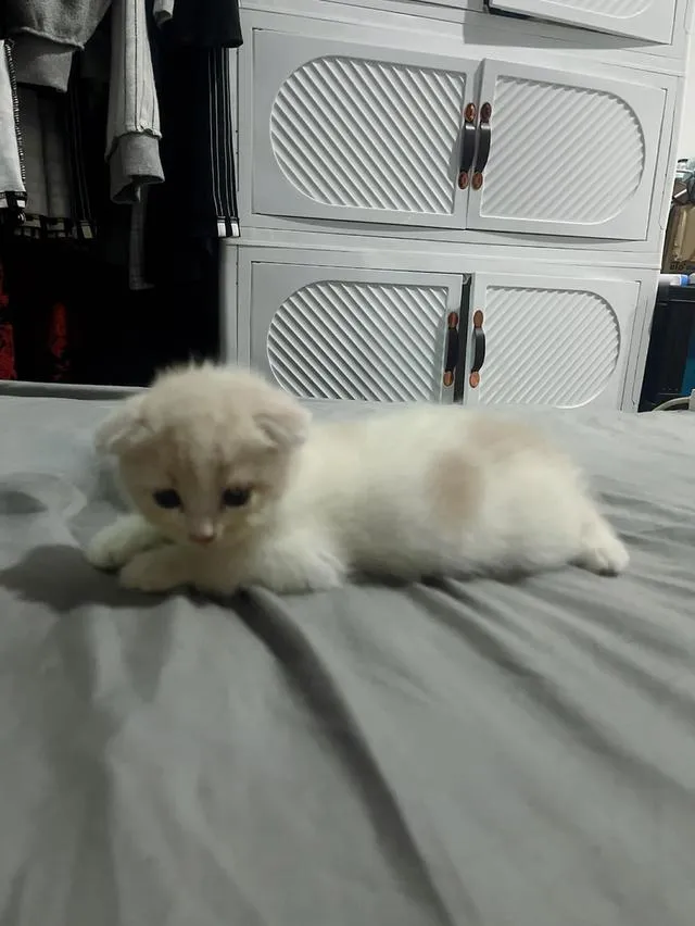 น้องแมวสก๊อตติสหูพับเพศผุ้