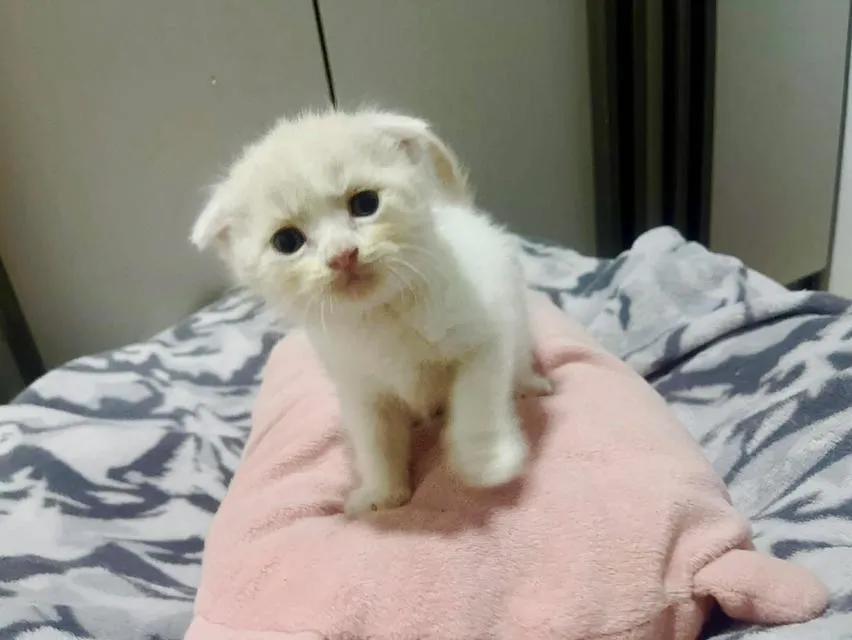 น้องแมวสก๊อตติสหูพับเพศผุ้