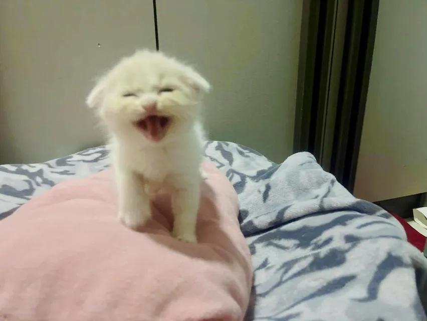 น้องแมวสก๊อตติสหูพับเพศผุ้