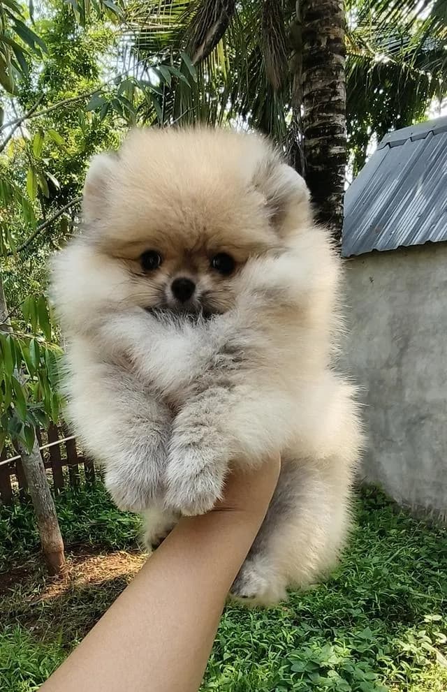 สุนัข ปอมเมอเรเนียน หมา