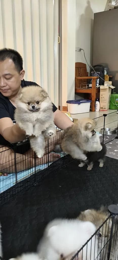 สุนัข ปอมเมอเรเนียน หมา