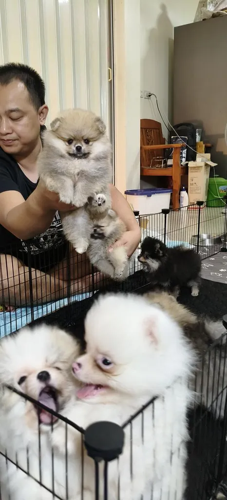 สุนัข ปอมเมอเรเนียน หมา