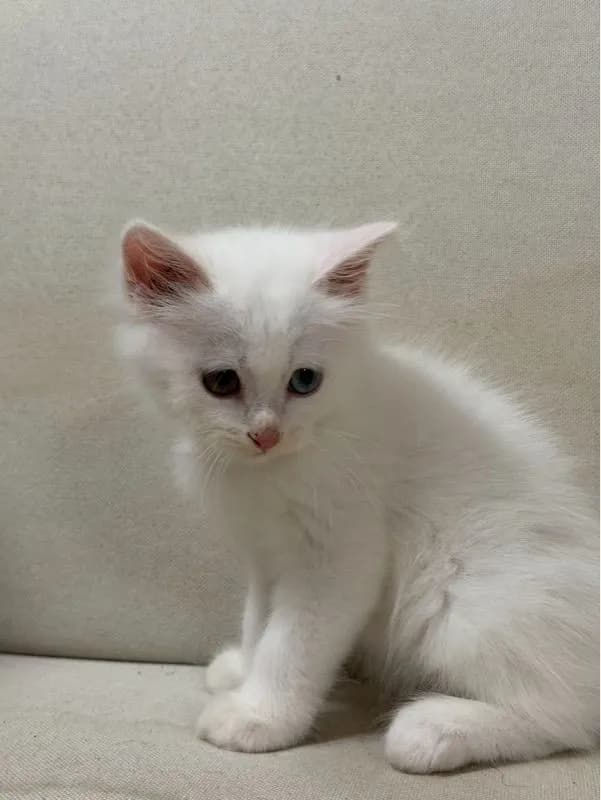 เปอร์เซีย ตาสองสี
