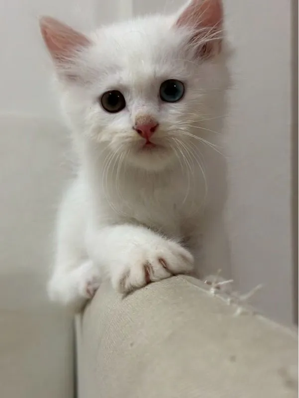 เปอร์เซีย ตาสองสี