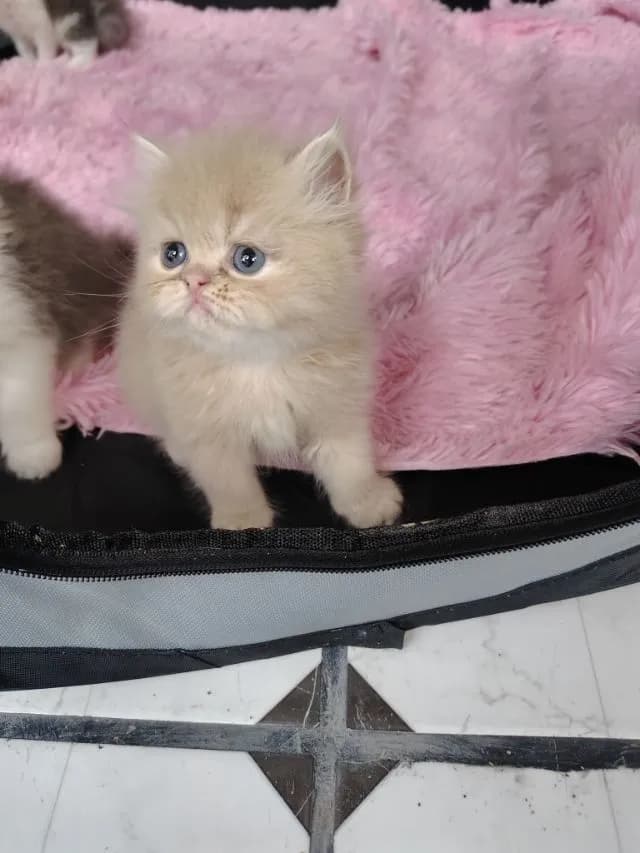 แมวเปอร์เซีย
