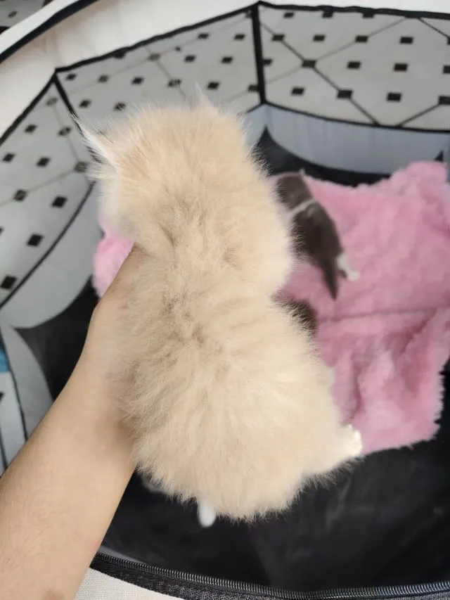 แมวเปอร์เซีย
