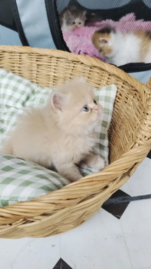 แมวเปอร์เซีย