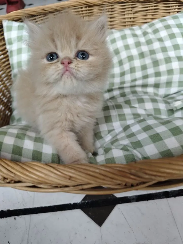 แมวเปอร์เซีย