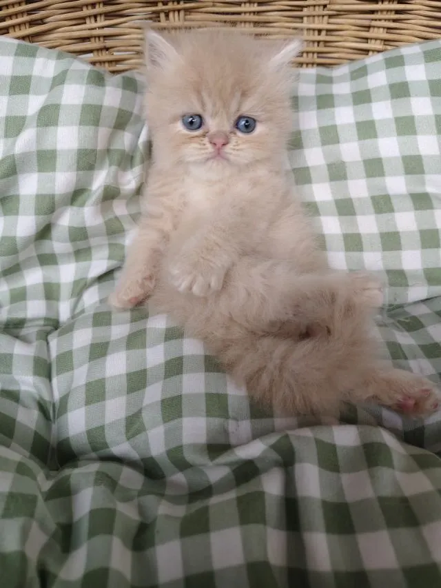 แมวเปอร์เซีย