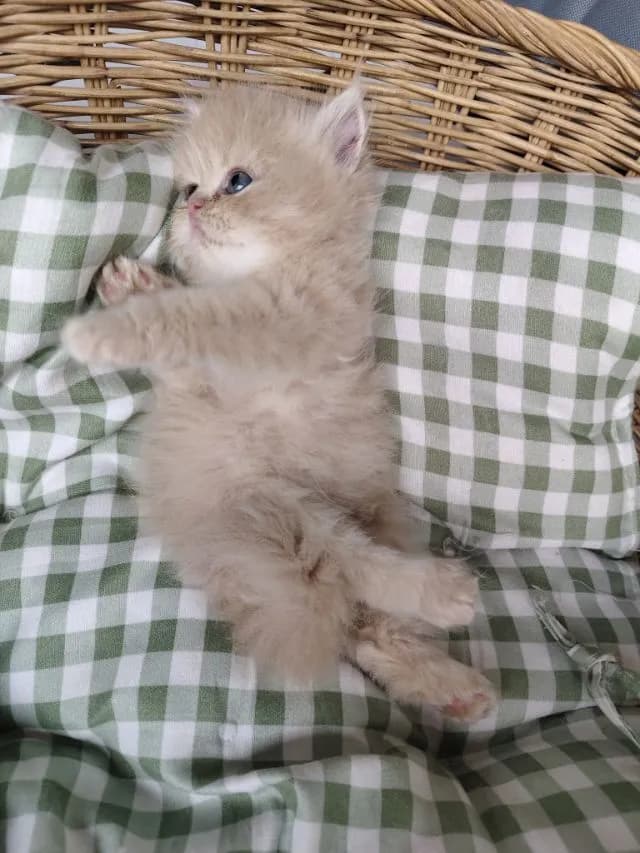 แมวเปอร์เซีย