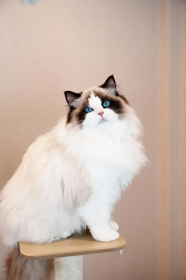 แมวแร็กดอลเด็กผู้หญิง Seal Bi-Color อายุ6เดือน นำเข้า ฟอร์มสวยโครงใหญ่