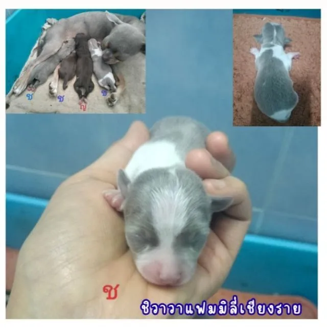 ชิวาวาไซส์เล็กลายวัวขาวไลแล็ค