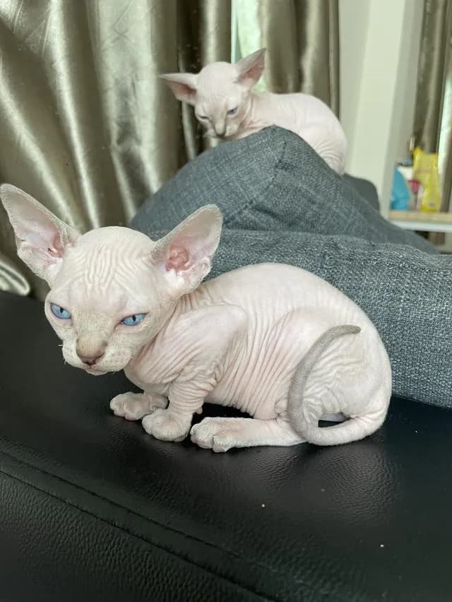 แมวสฟิงซ์แท้ทั้งพ่อและแม่