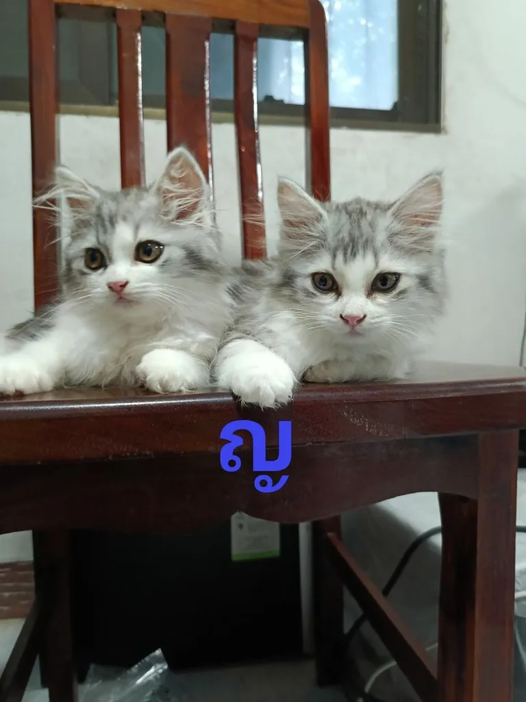 เด็กๆ ลูกครึ่งพ่อสก็อตติชขนยาว แม่อเมริกันช็อตแฮร์ อายุ 2 เดือน