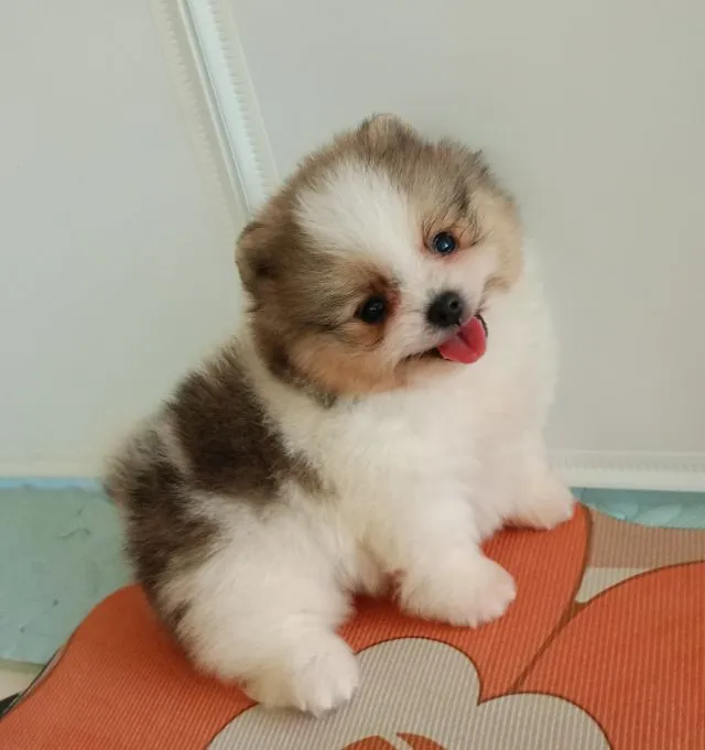 ปอมเมอเรเนียน