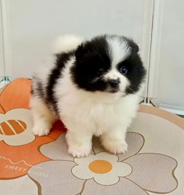 ปอมเมอเรเนียน
