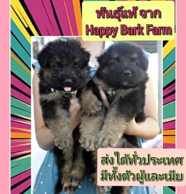 ลูกหมา ลูกสุนัข เยอรมันเชพเพิร์ด k9 สายพันธุ์แท้ จากฟาร์ม ส่งได้ทั่วประเทศ ผู้ เมีย