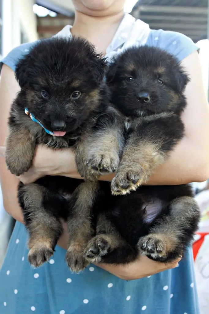 ลูกหมา ลูกสุนัข เยอรมันเชพเพิร์ด k9 สายพันธุ์แท้ จากฟาร์ม ส่งได้ทั่วประเทศ ผู้ เมีย