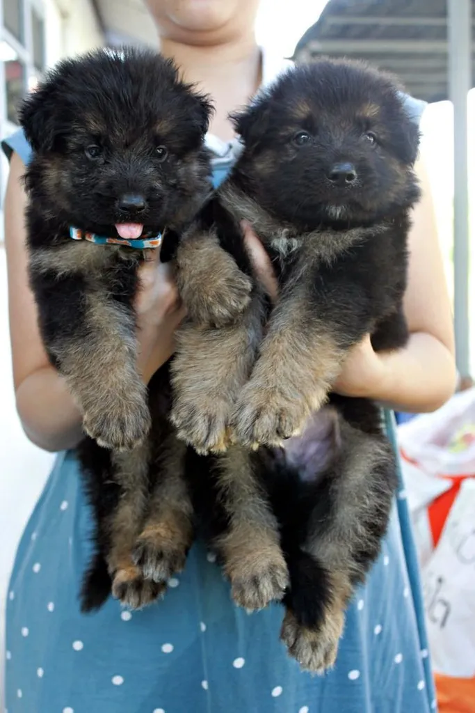 ลูกหมา ลูกสุนัข เยอรมันเชพเพิร์ด k9 สายพันธุ์แท้ จากฟาร์ม ส่งได้ทั่วประเทศ ผู้ เมีย