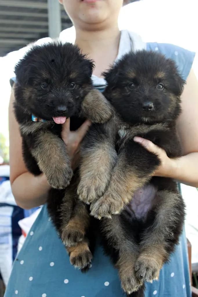 ลูกหมา ลูกสุนัข เยอรมันเชพเพิร์ด k9 สายพันธุ์แท้ จากฟาร์ม ส่งได้ทั่วประเทศ ผู้ เมีย