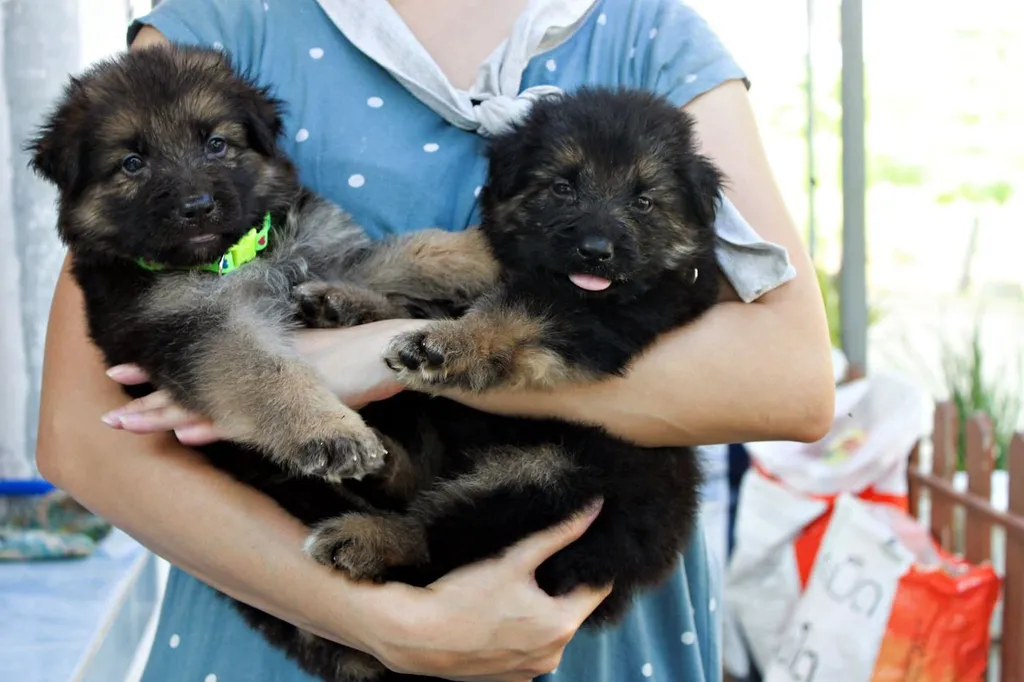 ลูกหมา ลูกสุนัข เยอรมันเชพเพิร์ด k9 สายพันธุ์แท้ จากฟาร์ม ส่งได้ทั่วประเทศ ผู้ เมีย