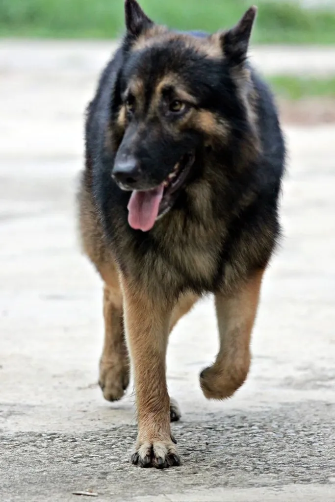 ลูกหมา ลูกสุนัข เยอรมันเชพเพิร์ด k9 สายพันธุ์แท้ จากฟาร์ม ส่งได้ทั่วประเทศ ผู้ เมีย
