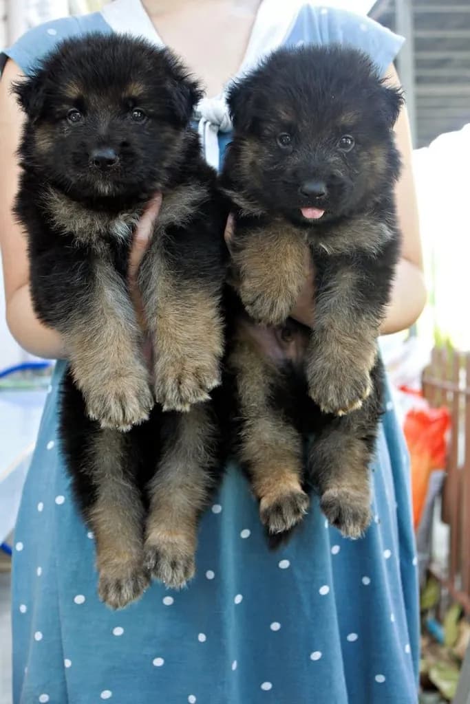 ลูกหมา ลูกสุนัข เยอรมันเชพเพิร์ด k9 สายพันธุ์แท้ จากฟาร์ม ส่งได้ทั่วประเทศ ผู้ เมีย
