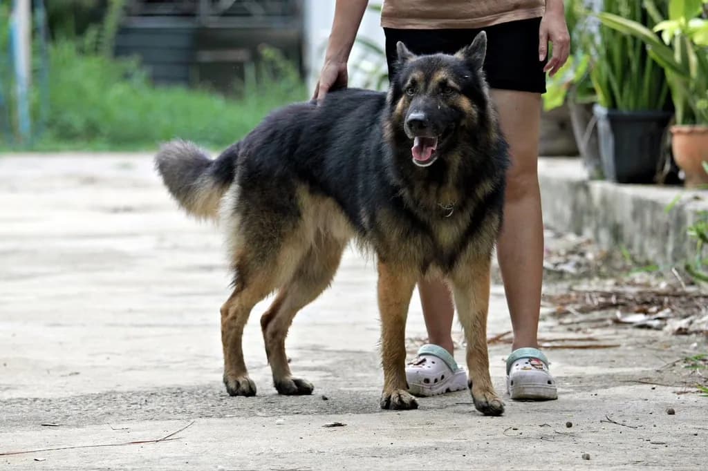 ลูกหมา ลูกสุนัข เยอรมันเชพเพิร์ด k9 สายพันธุ์แท้ จากฟาร์ม ส่งได้ทั่วประเทศ ผู้ เมีย