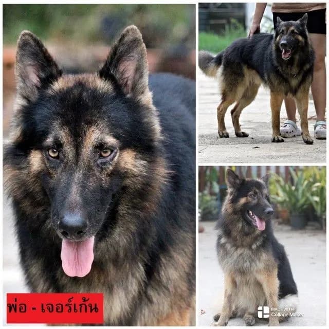 ลูกหมา ลูกสุนัข เยอรมันเชพเพิร์ด k9 สายพันธุ์แท้ จากฟาร์ม ส่งได้ทั่วประเทศ ผู้ เมีย