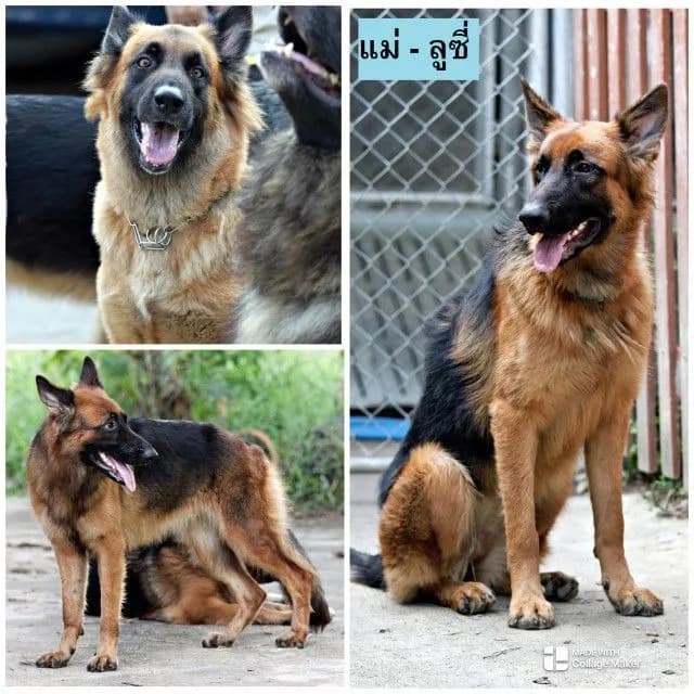 ลูกหมา ลูกสุนัข เยอรมันเชพเพิร์ด k9 สายพันธุ์แท้ จากฟาร์ม ส่งได้ทั่วประเทศ ผู้ เมีย
