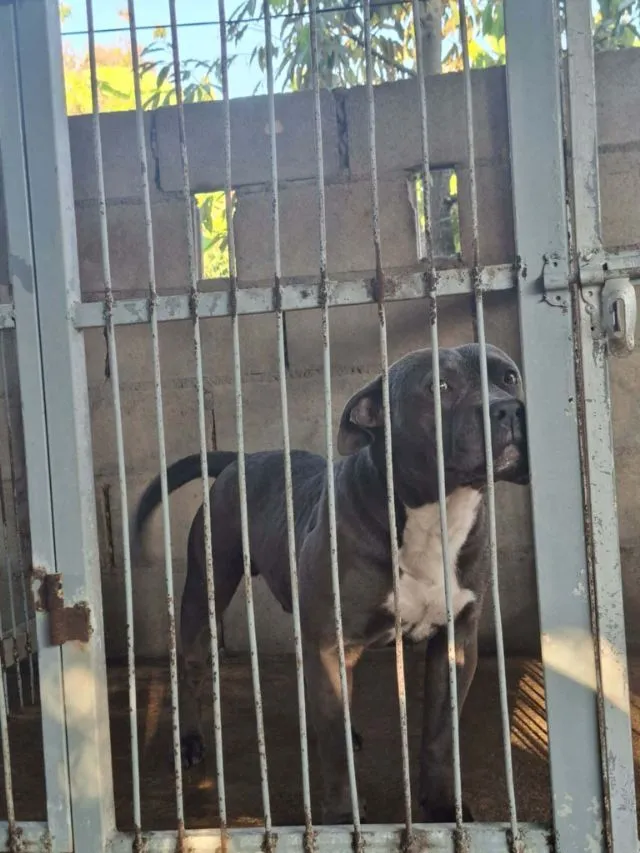 American bully xl สีบูล