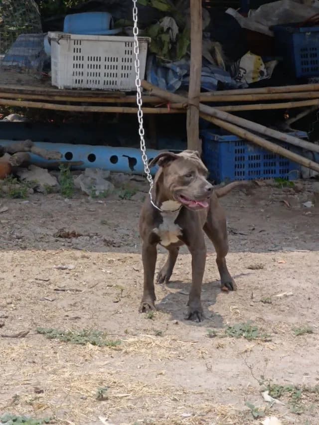 American bully xl สีบูล