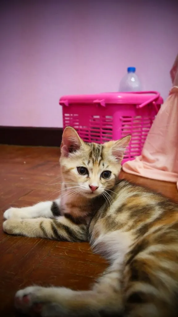 แมว - American Shorthair x Scottish Fold (2)