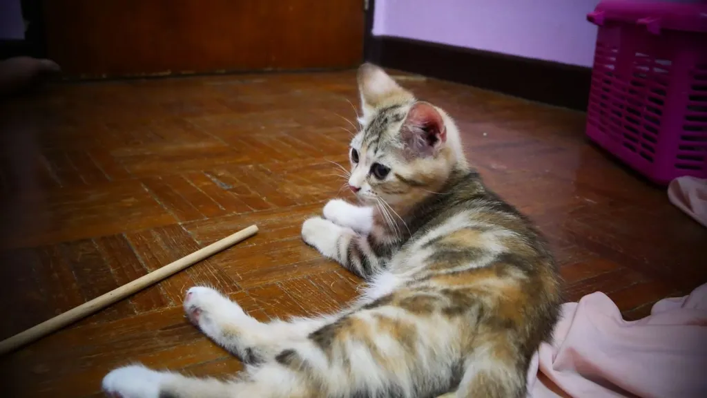 แมว - American Shorthair x Scottish Fold (2)