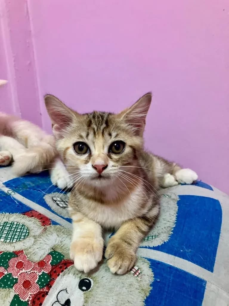 แมว - American Shorthair x Scottish Fold (2)