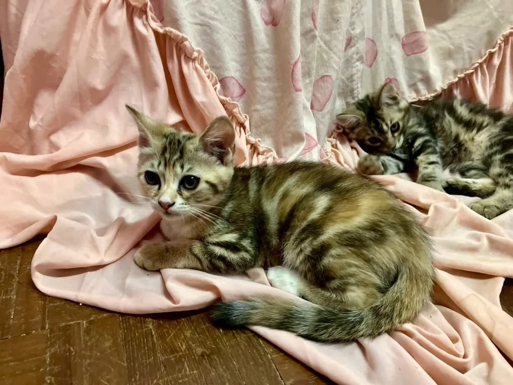 แมว - American Shorthair x Scottish Fold (2)