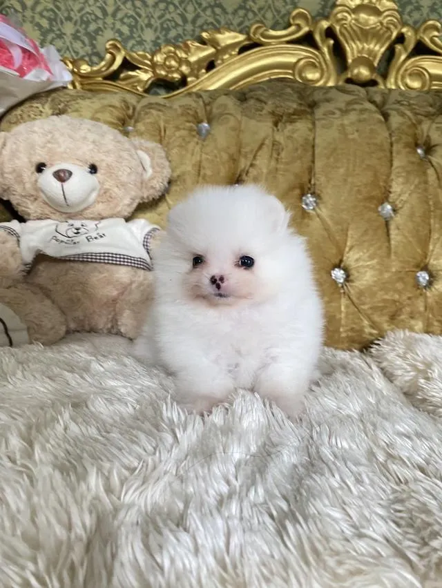 ลูกปอมแท้ จัดส่งทั่วประเทศ มาดูตัวจริงได้นะคะ