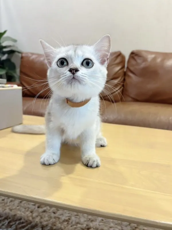 ลูกแมว Scottish Fold