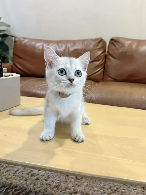 ลูกแมว Scottish Fold
