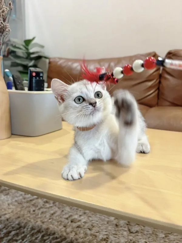 ลูกแมว Scottish Fold