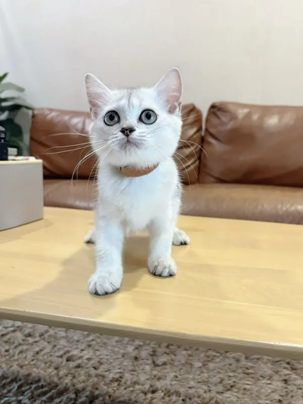ลูกแมว Scottish Fold