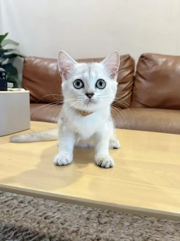 ลูกแมว Scottish Fold